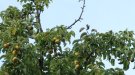 La Xarxa d'Ocupació del Baix Penedès informa que Unió de Pagesos de Catalunya busca gent que està a l'atur i vol treballar a la propera campanya agrària