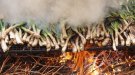 Els productors de calçots donen per acabada una temporada que es preveia de rècord