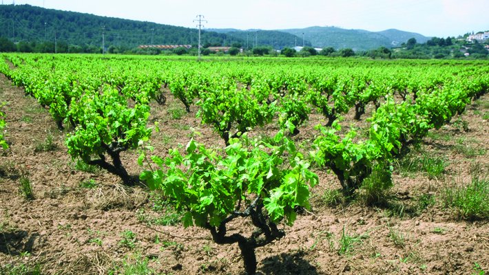 Unió de Pagesos considera insuficient la proposta d’ajut que planteja el Govern estatal per als ramaders d’oví i cabrum afectats per la crisi de la covid-19