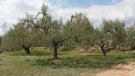 Unió de Pagesos apel·la a la solidaritat entre pagesos per cobrir tasques