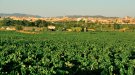 SOS Penedès acusa l'Ajuntament de Cunit d'