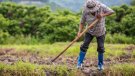 Agricultura abona 4,4 MEUR de l'ajut agroambiental de la producció integrada de la campanya 2019