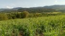 Unió de Pagesos pacta amb Jordà una moratòria d'un any en el pagament de crèdits per al sector de l'avellana