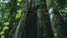 Unió de Pagesos exigeix al Govern els recursos necessaris per fer front a la gestió de la fauna salvatge i apel·la a la responsabilitat i el compromís dels caçadors per donar-hi resposta