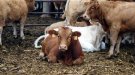 El Departament d'Agricultura abona 524.600 euros al sector ramader del bov