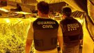 Desmantellada una plantació de marihuana a Coma-ruga