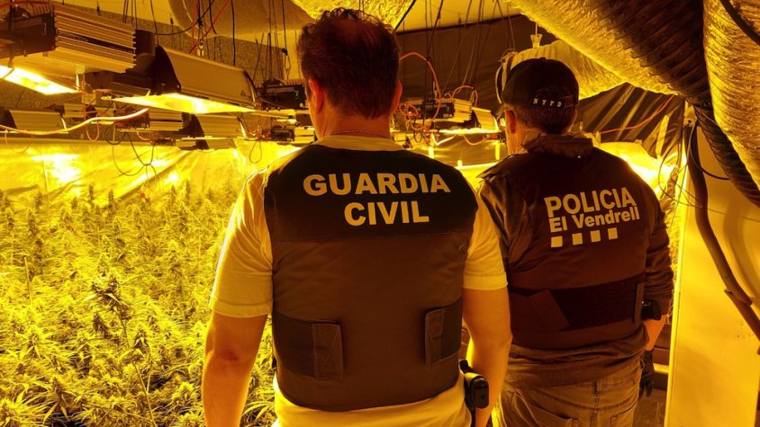 Desmantellada una plantació de marihuana a Coma-ruga