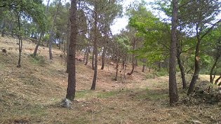 Condicionament d'àrees estratègiques de baixa càrrega de combustible per a la prevenció de grans incendis forestals al Camp de Tarragona