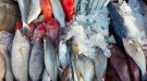 Més de la meitat de les sardines i anxoves del Mediterrani occidental tenen microplàstics als seus intestins