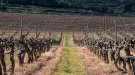 Comunicat SOS Penedès per donar suport a 