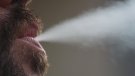 Entra en vigor la prohibició de fumar al carrer sense la distància de 2 metres i l'obligació de tancar els bars a la una