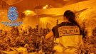 Desarticulada una organització criminal dedicada al tràfic internacional de marihuana a gran escala