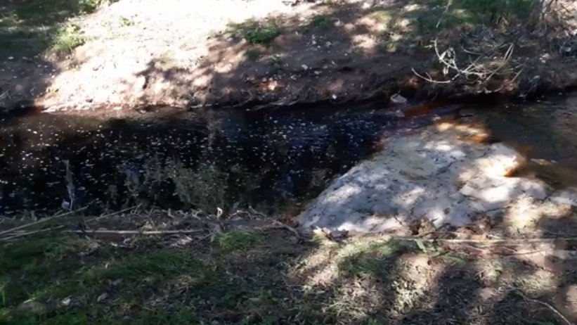 Imatge de la riera de Sant Miquel a la zona de Mas Roig amb l’aigua ennegrida.