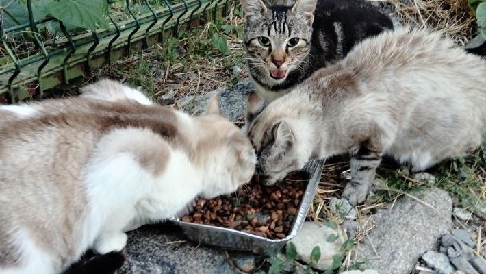 L’Ajuntament subministra carnets per alimentadors de gats a l’Arboç per evitar males pràctiques i controlar les colònies de gats del municipi