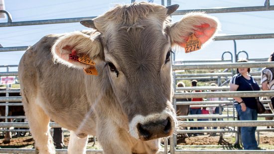 Unió de Pagesos demana a Agricultura mesures per reduir l'impacte de la crisi de la covid-19 al sector boví