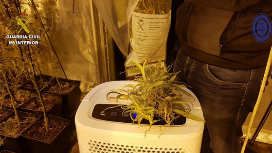 La Guàrdia Civil i la Policia Local desmantellen una plantació de marihuana del tipus indoor a Calafell
