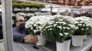 Els floricultors confien en Tots Sants i Nadal per equilibrar els comptes després de 