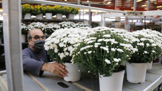 Els floricultors confien en Tots Sants i Nadal per equilibrar els comptes després de "l'estomacada" de primavera