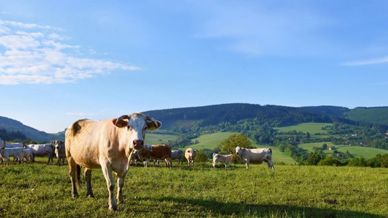 Unió de Pagesos demana garantir les actuacions cinegètiques per prevenir danys de fauna als cultius amb l'estat d'alarma