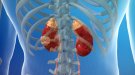 Troben la manera de preveure si un tipus de fàrmac contra el creixement del càncer renal pot tenir efectes adversos