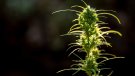 Dispositiu contra el tràfic de marihuana a Barcelona, el Vendrell, Sant Vicenç dels Horts i Olesa de Bonesvalls