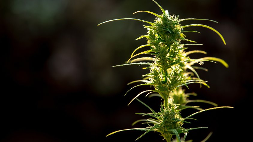 Dispositiu contra el tràfic de marihuana a Barcelona, el Vendrell, Sant Vicenç dels Horts i Olesa de Bonesvalls
