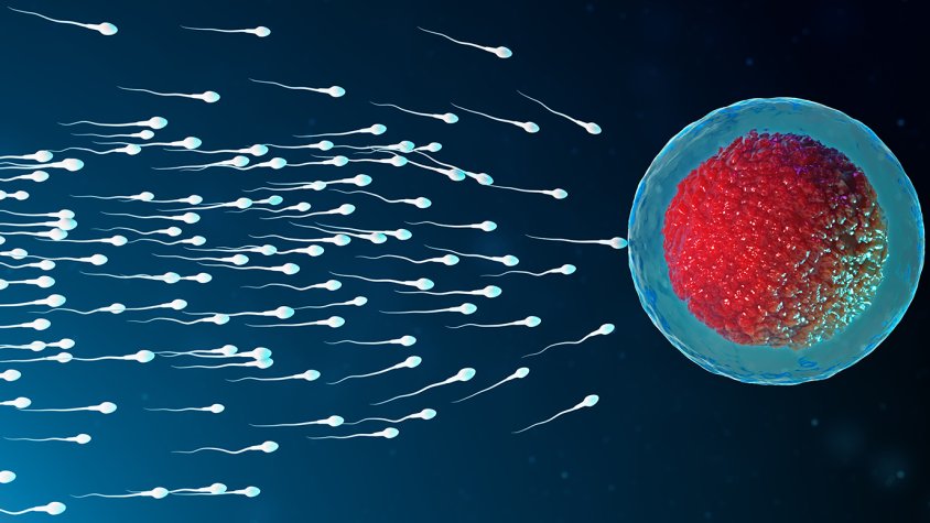 La URV lidera un estudi internacional que vincula l'estil de vida i els factors ambientals amb la infertilitat masculina