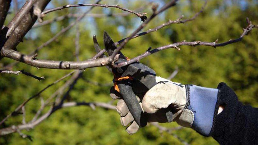 L'Ajuntament de l'Arboç farà la poda d’arbres seguint els criteris tècnics d’un biòleg