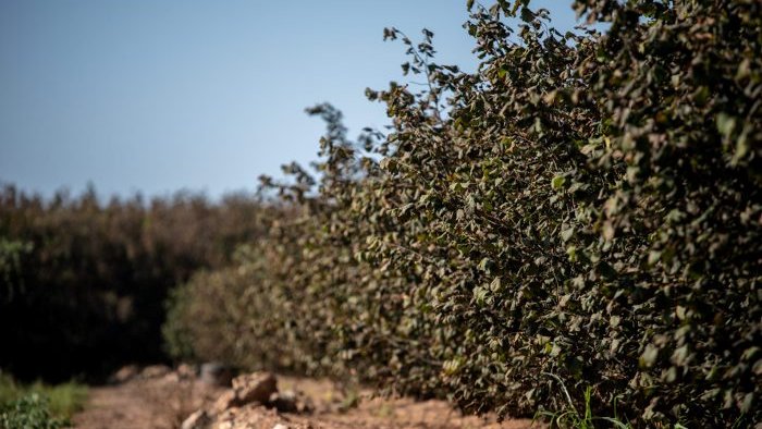 A Catalunya es van consumir prop de mil tones d'avellanes l'any 2019