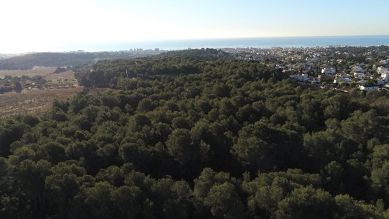 El Baix Penedès continua creixent de forma insostenible: Cunit aprova la urbanització de 91.098 m2 de bosc de pineda mediterrània