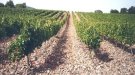 El Departament d'Agricultura ha abonat 914.539 euros de l'ajut de plans de reestructuració de la vinya