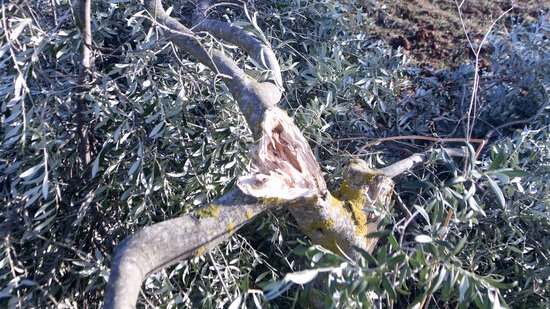 Primer pla d'una olivera trencada pel pes de la neu en una finca d'Horta de Sant Joan, a la Terra Alta. Imatge del 27 de gener de 2021.