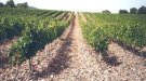 El Departament d'Agricultura convoca els ajuts de minimis per a fomentar l'ús de most concentrat rectificat en l'elaboració de vins escumosos de qualitat a Catalunya per 300.000 €