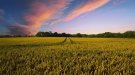 El Departament d'Agricultura impulsa la cooperació dels Grups d'Acció Local Leader de Catalunya amb la convocatòria d'ajuts corresponents a 2021