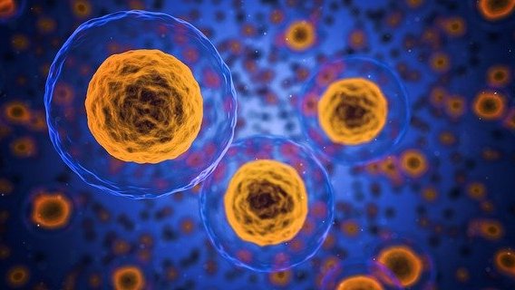 Una investigació constata que l'obesitat pot afavorir el desenvolupament de tumors