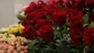 Els majoristes preveuen un Sant Jordi amb 4,2 milions de roses venudes a Catalunya, un 40% menys que el 2019
