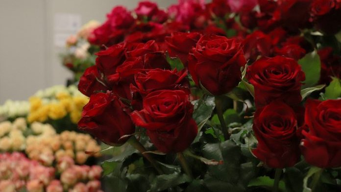Els majoristes preveuen un Sant Jordi amb 4,2 milions de roses venudes a Catalunya, un 40% menys que el 2019