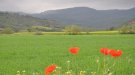 El Departament d'Agricultura efectua el darrer pagament dels ajuts directes dissociats de la PAC del 2020 per un import total d'11,4 M€