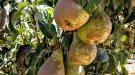 Afrucat preveu una bona campanya de comercialització de fruita de llavor
