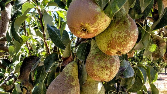 Afrucat preveu una bona campanya de comercialització de fruita de llavor