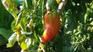 Acció Climàtica aposta per la conservació de les varietats locals agrícoles