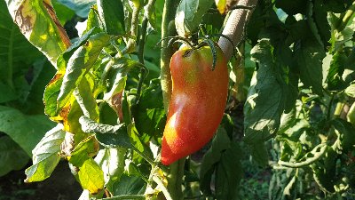 Acció Climàtica aposta per la conservació de les varietats locals agrícoles