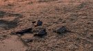 Alliberades al mar 17 tortugues careta més del niu de la platja de Calafell