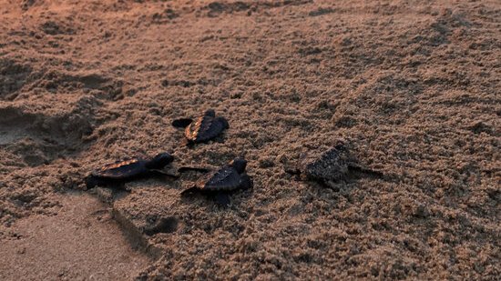 Imatge de les tortugues alliberades a la platja de Calafell.