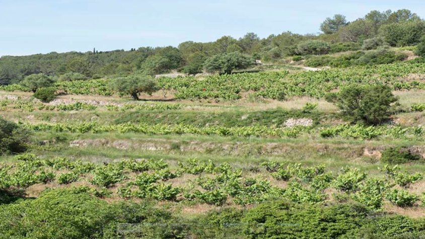 Una caminada per la vinya penedesenca amb visita al Celler Entrevinyes, un dels actes destacats de la VIII Enramada