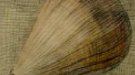 “Ramon Calsina & Miquel Villà: dos llenguatges”