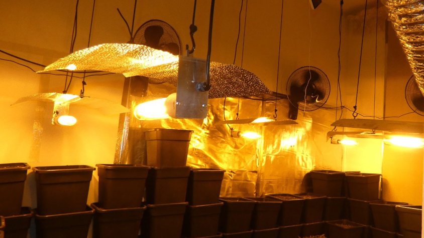 Desmantellen una plantació de prop de 600 plantes de marihuana a Coma-ruga