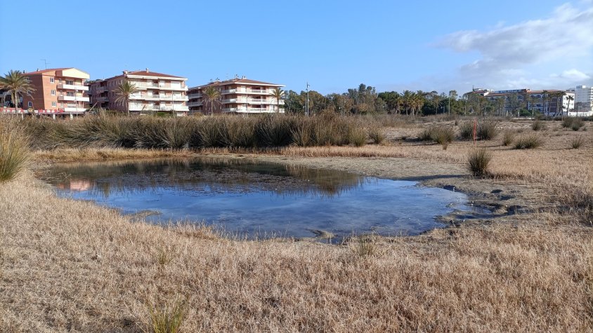 Es realitzen treballs de condicionament d’espais de la platja de Coma-ruga per a la cria de fauna litoral
