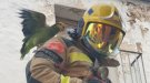 Els Bombers rescaten un lloro a El Vendrell