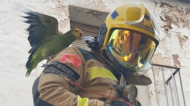 Els Bombers rescaten un lloro a El Vendrell